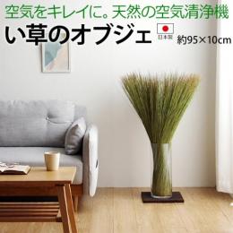 観葉植物 い草 オブジェ インテリア 置物 日本製 消臭 空気清浄 調湿 ナチュラル お手入れ簡単 おしゃれ 置くだけ  いぐさ イ草 約95×10cm 畳のもと (I)